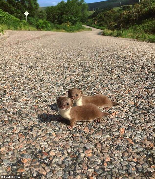 49373121-10108035-This_lovely_little_pair_of_American_stoats_look_like_we_ve_quite-a-28_1634911277992.jpg