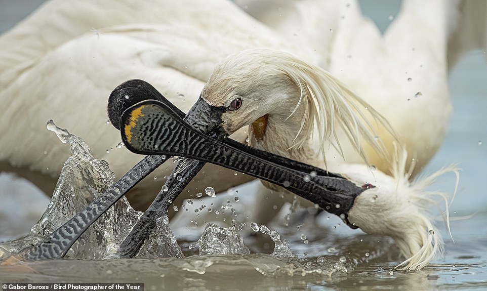 59103537-10919589-A_tussle_between_two_Eurasian_Spoonbills_in_Hortobagy_National_P-a-159_1655301458224.jpg