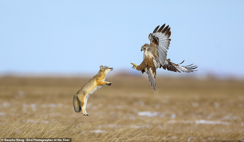 59103533-10919589-Showing_a_face_off_between_an_Upland_Buzzard_and_a_Corsac_fox_th-a-165_1655303471817.jpg