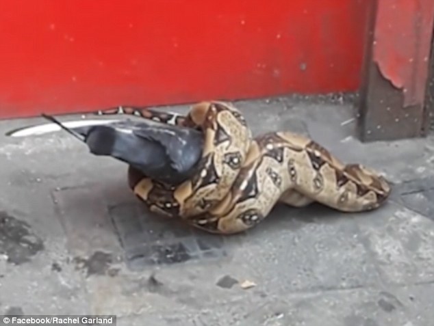 4ED5330D00000578-6026969-A_python_was_caught_on_camera_eating_a_pigeon_on_Leytonstone_Hig-m-47_1533410357679.jpg