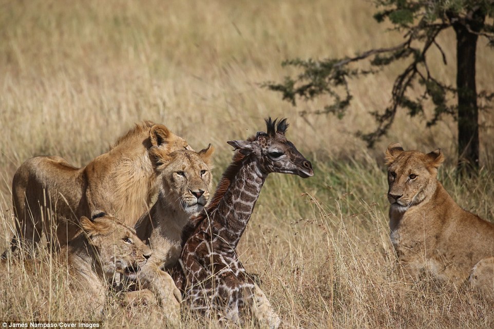 4F28224B00000578-6070409-Dinner_time_The_calf_is_surrounded_by_the_lions_before_it_is_kil-a-88_1534507025792.jpg