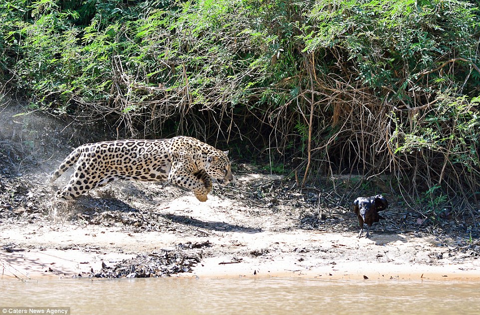 4F7C536F00000578-6109453-Spotting_the_vulture_in_the_shade_the_wild_cat_pounced_on_her_un-a-5_1535537532109.jpg