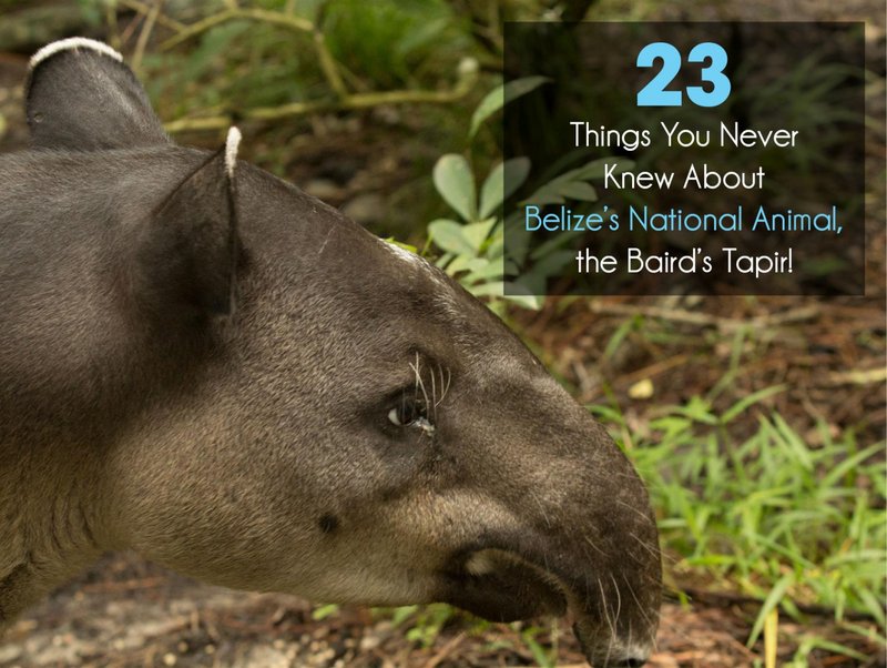 Belize-Zoo-National-Animal-Blog-Header-Opt-1.jpg
