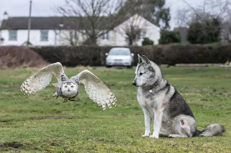 0_Unlikely-friends-a-dog-who-is-pals-with-OWLS-and-loves-to-cuddle-and-go-on-walks-with-them.jpg