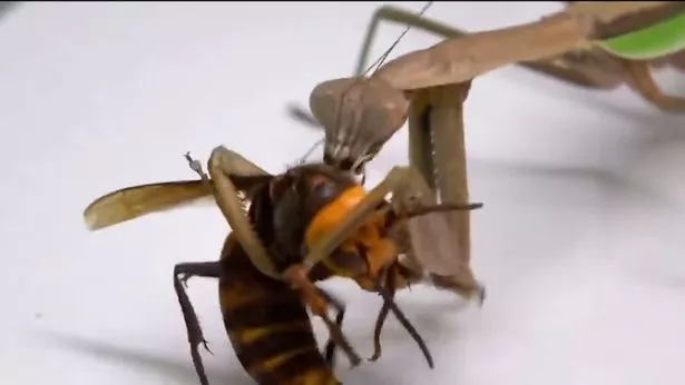 1_Murder-hornet-locked-in-grudge-match-with-praying-mantis.jpg