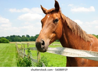 thoroughbred-horse-on-farm-side-260nw-56088919.jpg