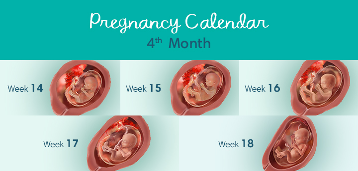 Pregnancy_Calendar_720x345_Month4_US.jpg