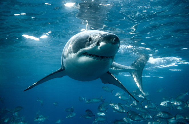 great-white-shark.jpg