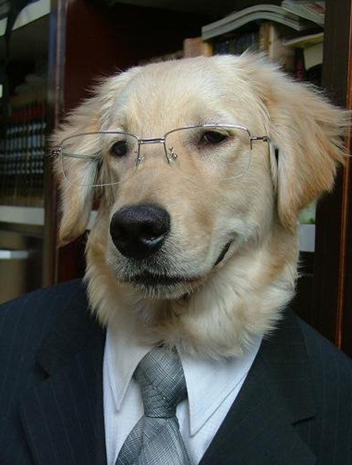 lawyer+dog.jpg