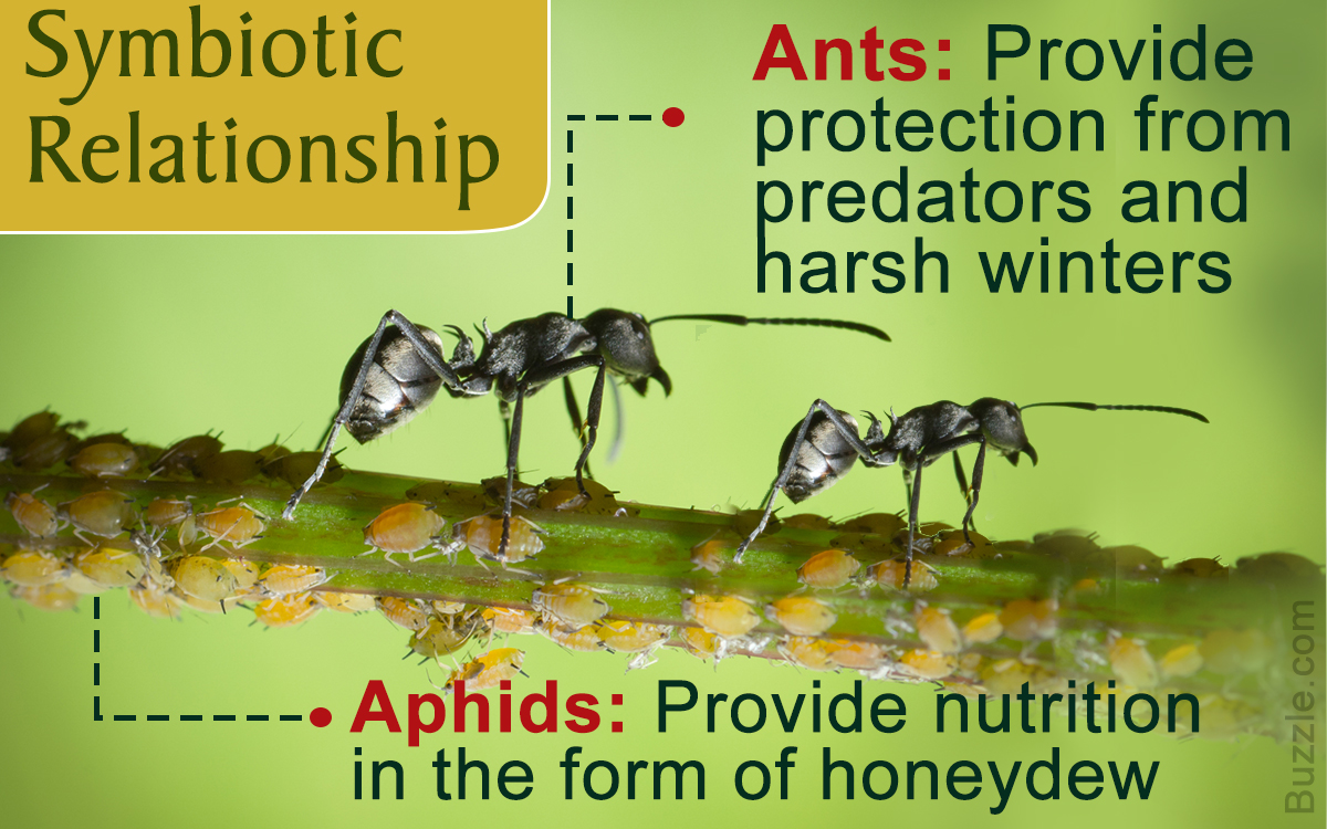 1200-609905-symbiotic-relationship-between-aphids-and-ants.jpg