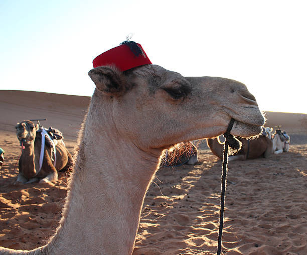 camel-wearing-tarboosh-hat.jpg
