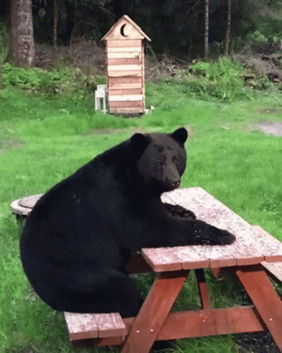 bear-sitting-down.gif