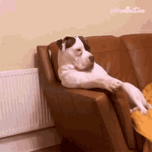 relaxing-the-pet-collective.gif