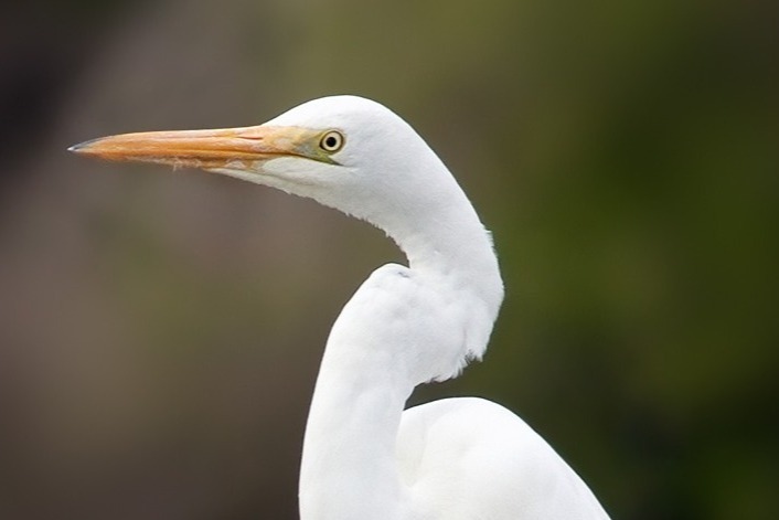 www.harrisnecklandtrust.org