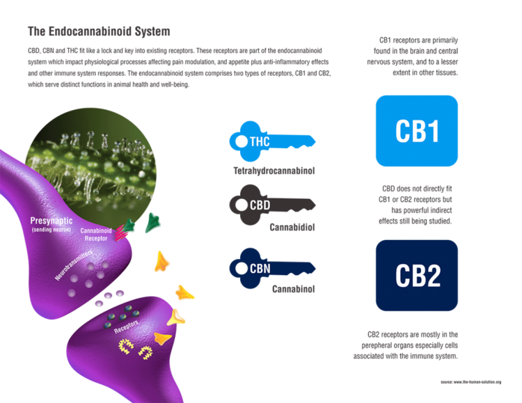 Endocannabinoid_Marijuana_Receptor_System-1024x791.png