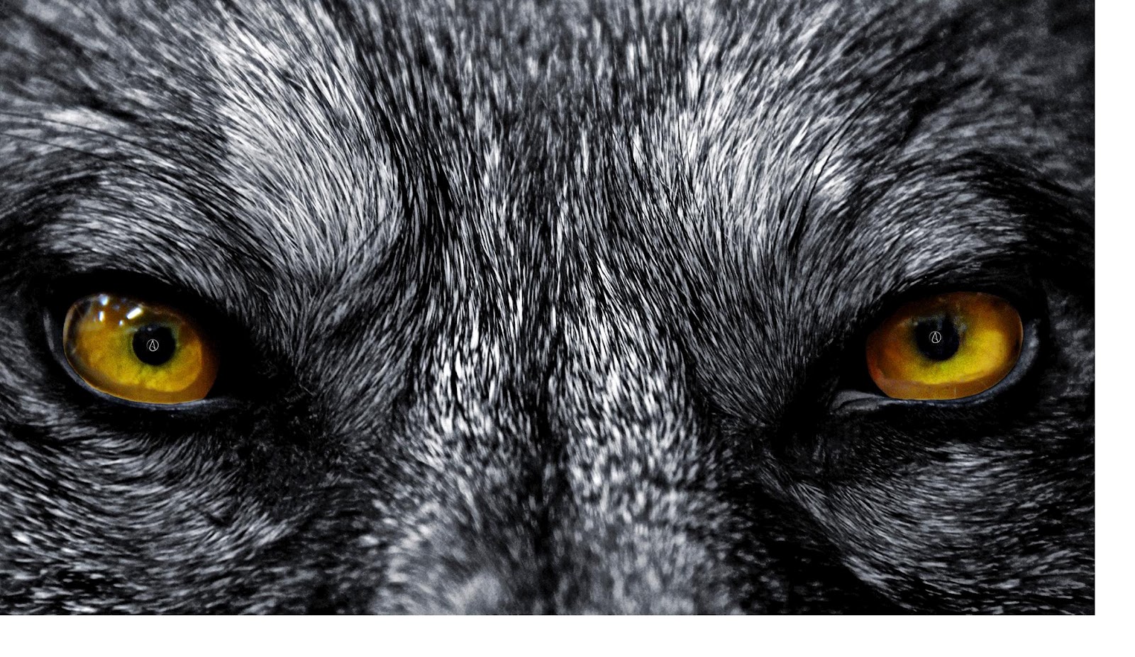 wolf-eyes-wallpaper1.jpg