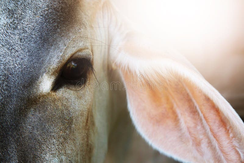 close-up-eyes-cow-portrait-morning-sunlight-calf-face-selective-focus-beef-cattle-close-up-eyes-cow-portrait-morning-153547615.jpg