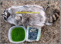 antifreeze-poisoned-raccoon-230.jpg