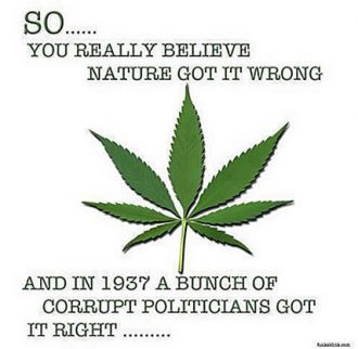 marijuana_got_it_wrong-330x322.jpg