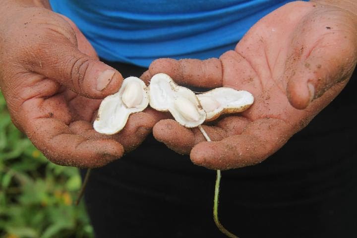 peanut-seeds_full_width.jpg