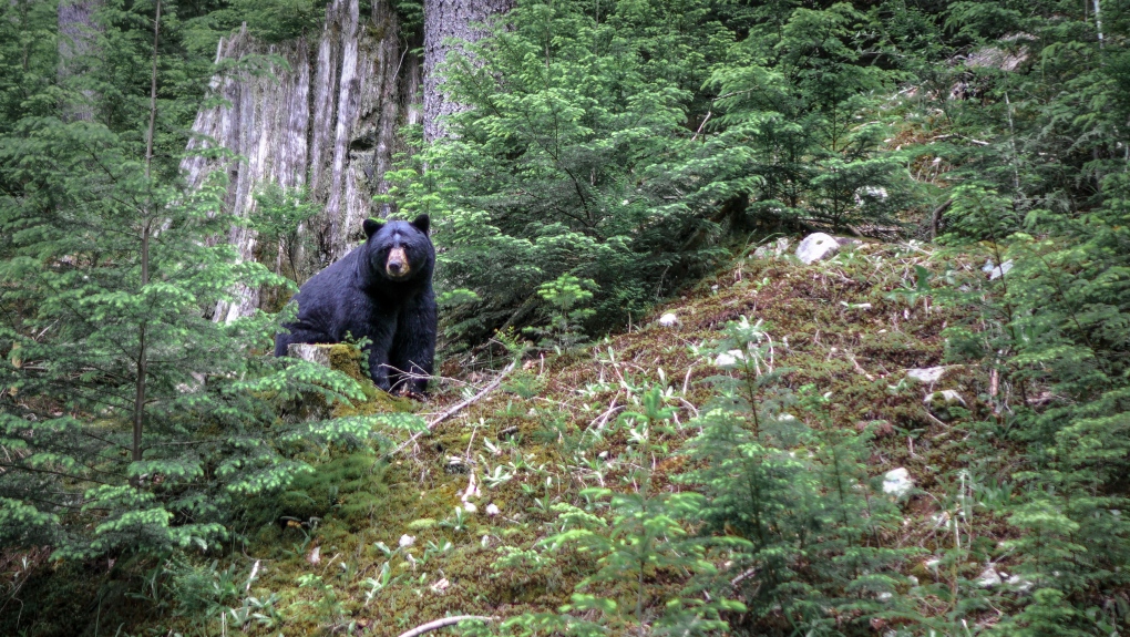 bc.ctvnews.ca