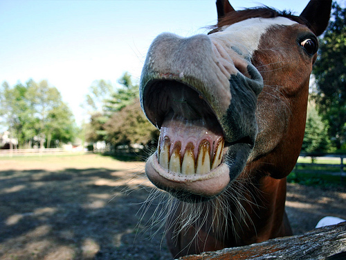 Horse-Teeth.jpg