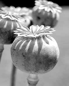 poppy-plant.jpg