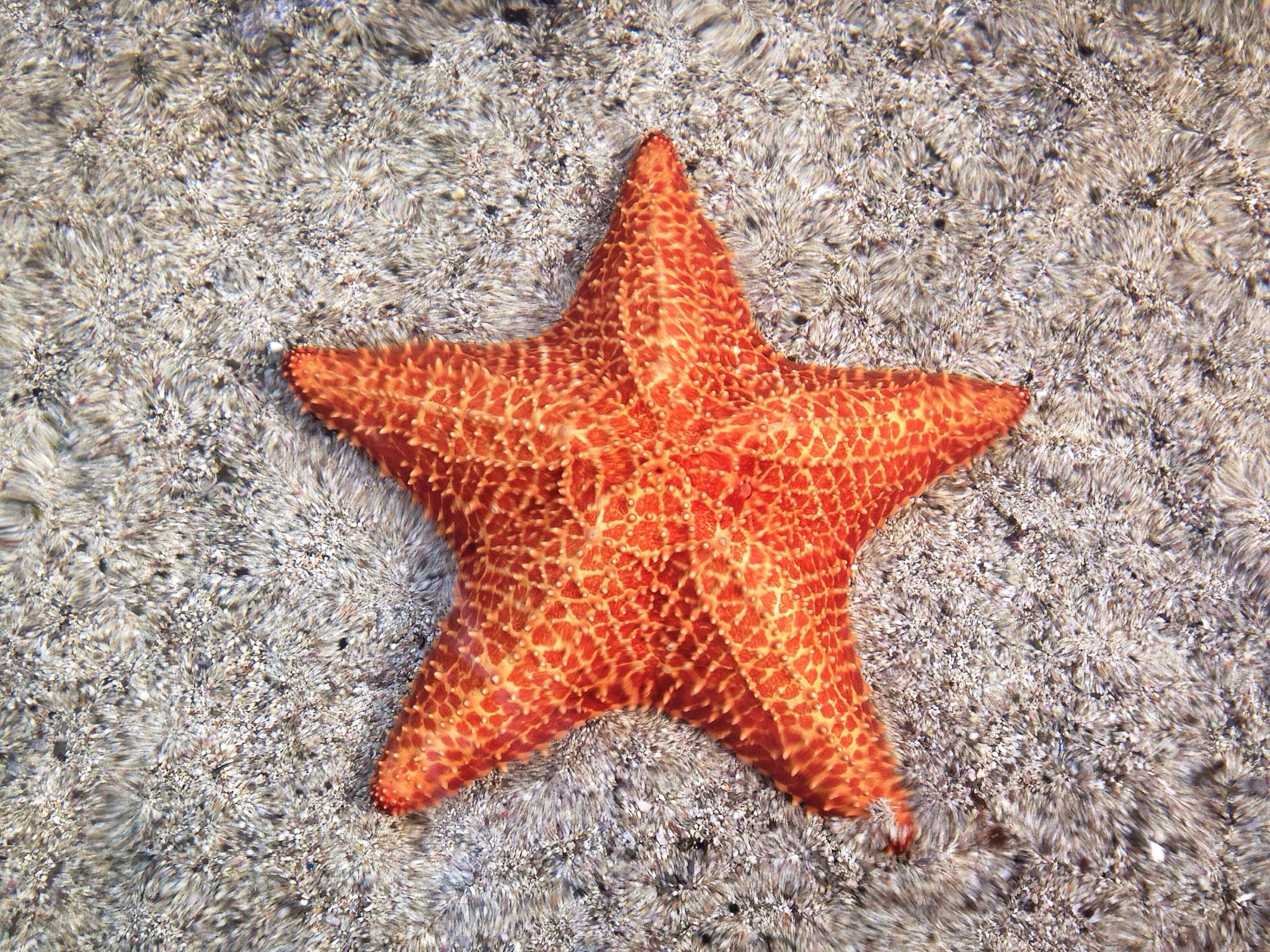 close-up-of-orange-starfish-on-sand-489010151-59847f7f22fa3a0010518acc.jpg